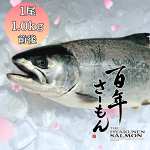百年さーもん【新商品　ラウンド1尾　1.0kg前後】