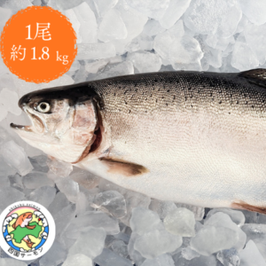四国サーモン【ラウンド 1尾 約 1.8kg】※送料無料